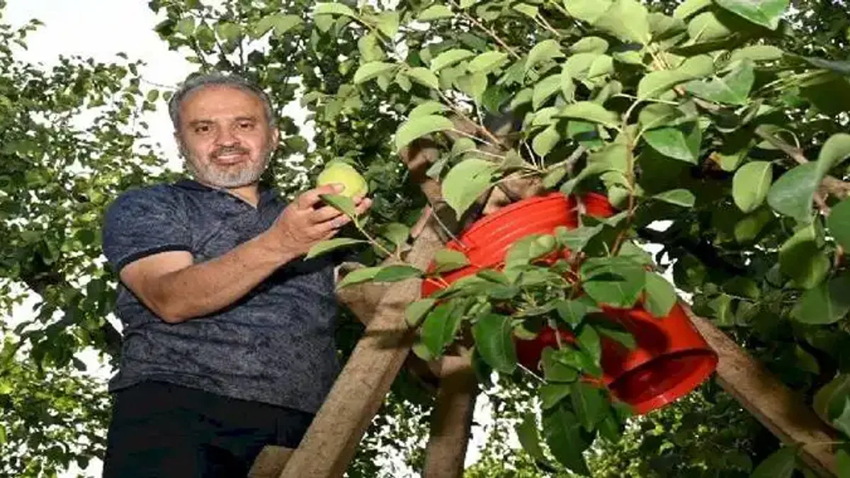 Bursa'da armut hasadı yapan çiftçiye Başkan Aktaş'tan yerinde ziyaret