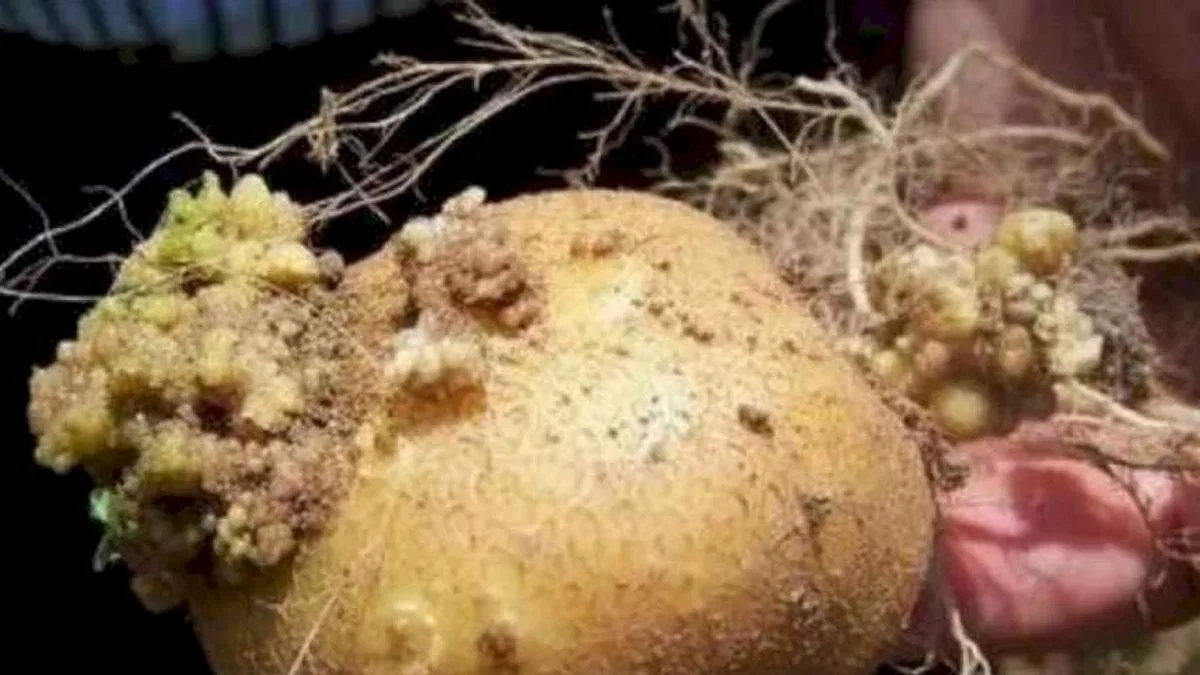Tarım'dan patates hastalıklarına karşı yönetmelikler