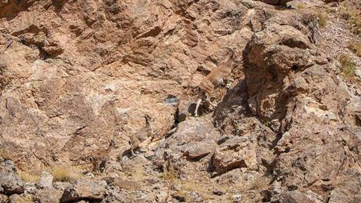 Terörden arındırılan dağlarda yaban hayvanı popülasyonu arttı