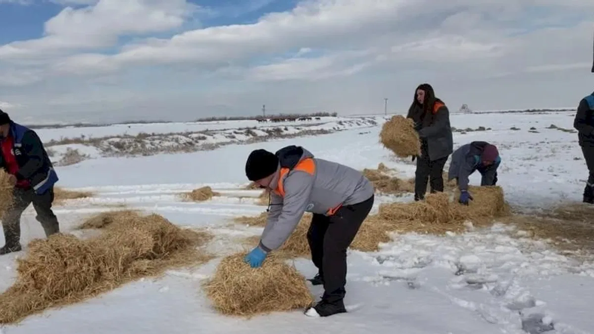 Kayseri Büyükşehir'den dilsiz dostlara merhamet eli