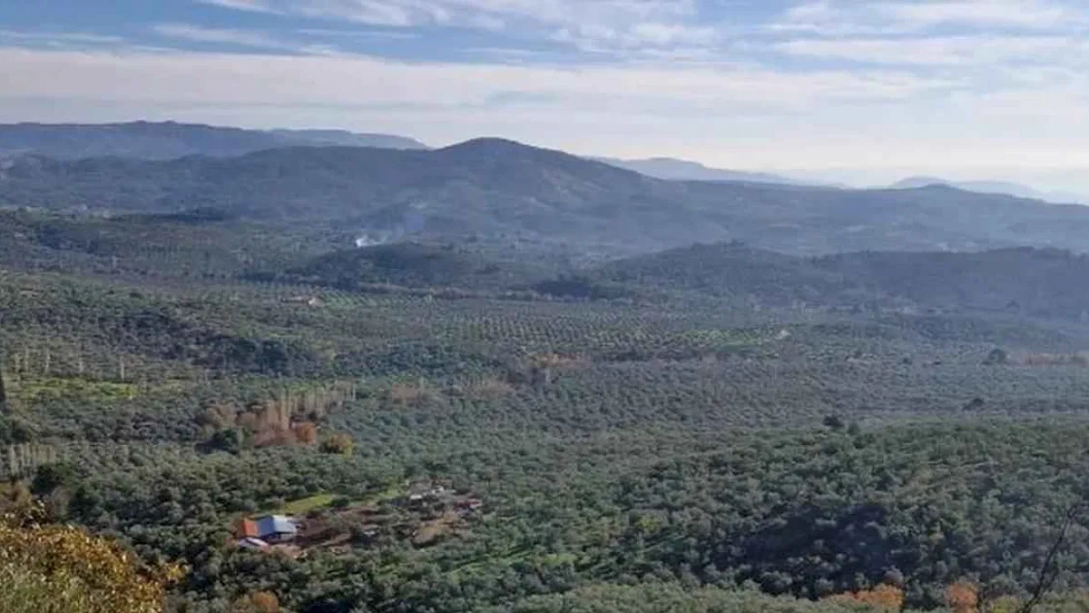 Zeytinlikler neden dokunulmazdır? Ortak açıklama yapıldı