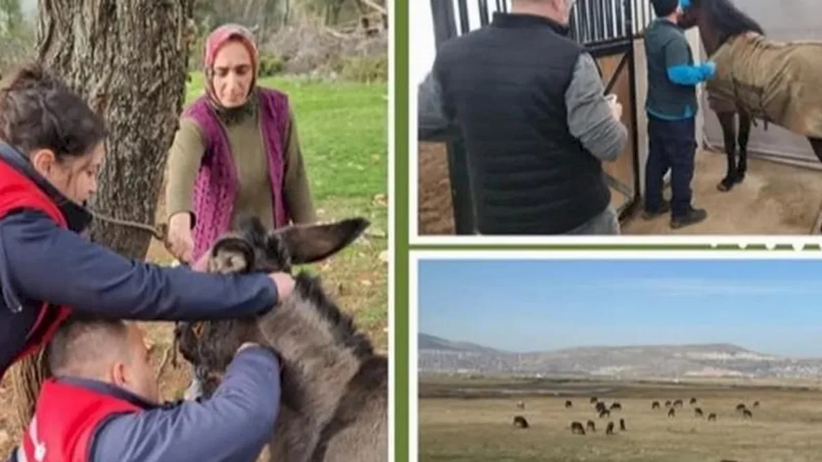 Afrika at vebası için ülke genelinde tarama başlatıldı