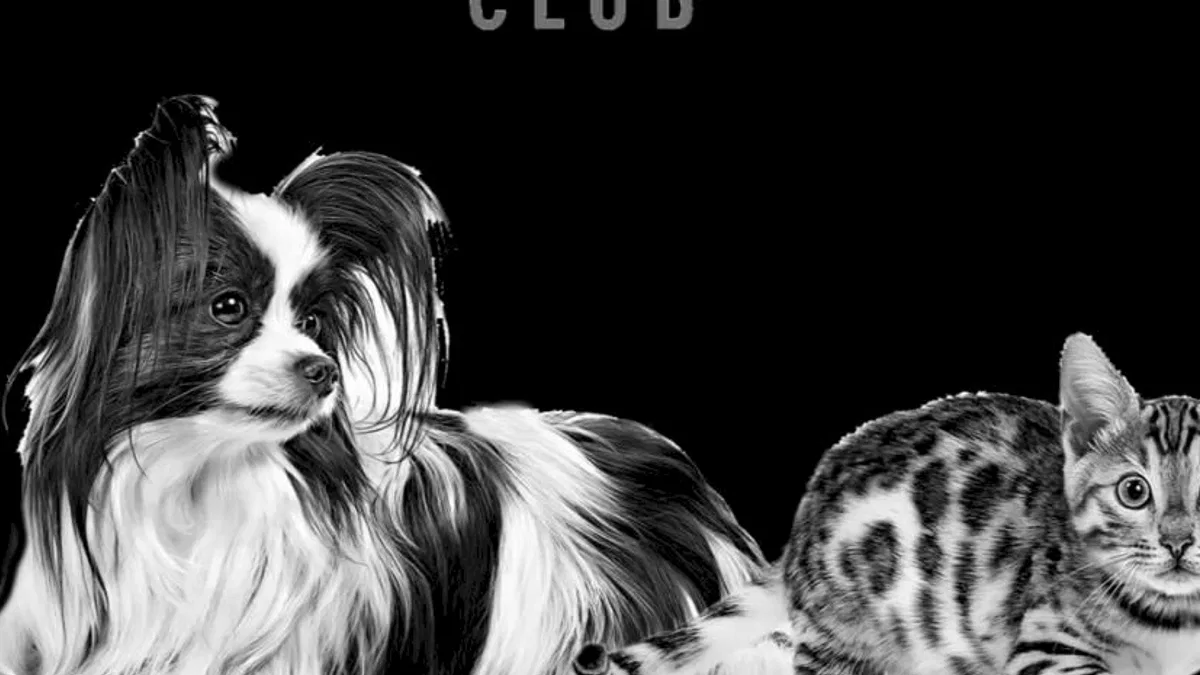 Kediler ve Köpekler İçin Sağlıklı Beslenme ve Ayrıcalıklar Tek Çatı Altında