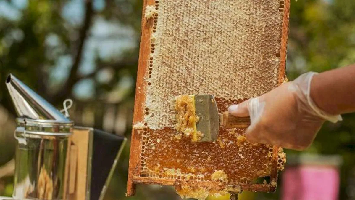 Gün aşırı 1 tatlı kaşığı bal tüketilmeli!