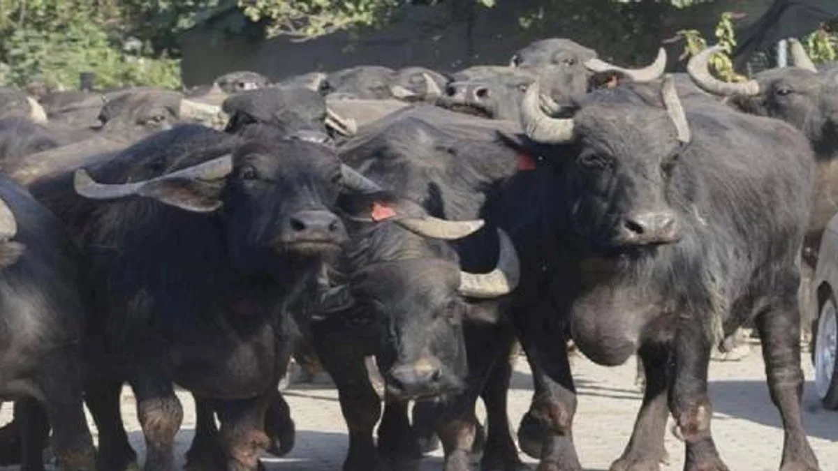 Kocaeli'den üreticilere damızlık manda boğası desteği