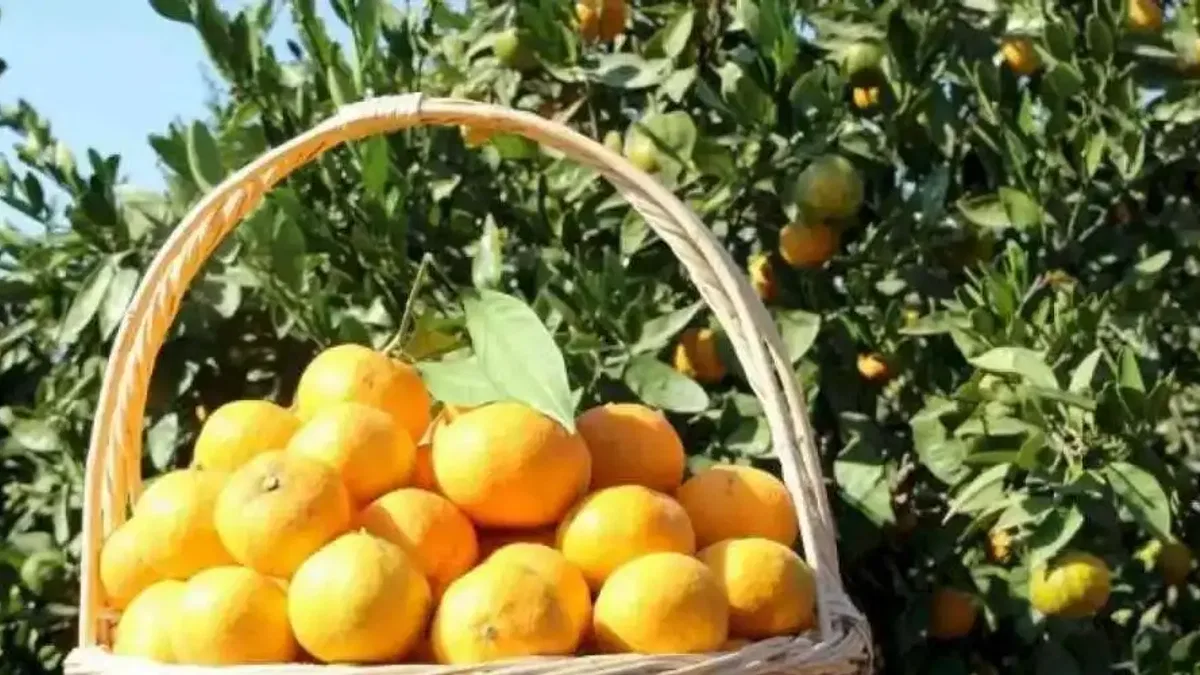 Narenciyeden 'yeşillenme' ile mücadele çağrısı
