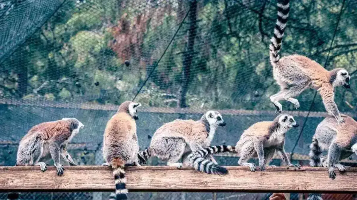 Lemur ailesinin yeni üyesi sevimli 'Zabumafu' oldu