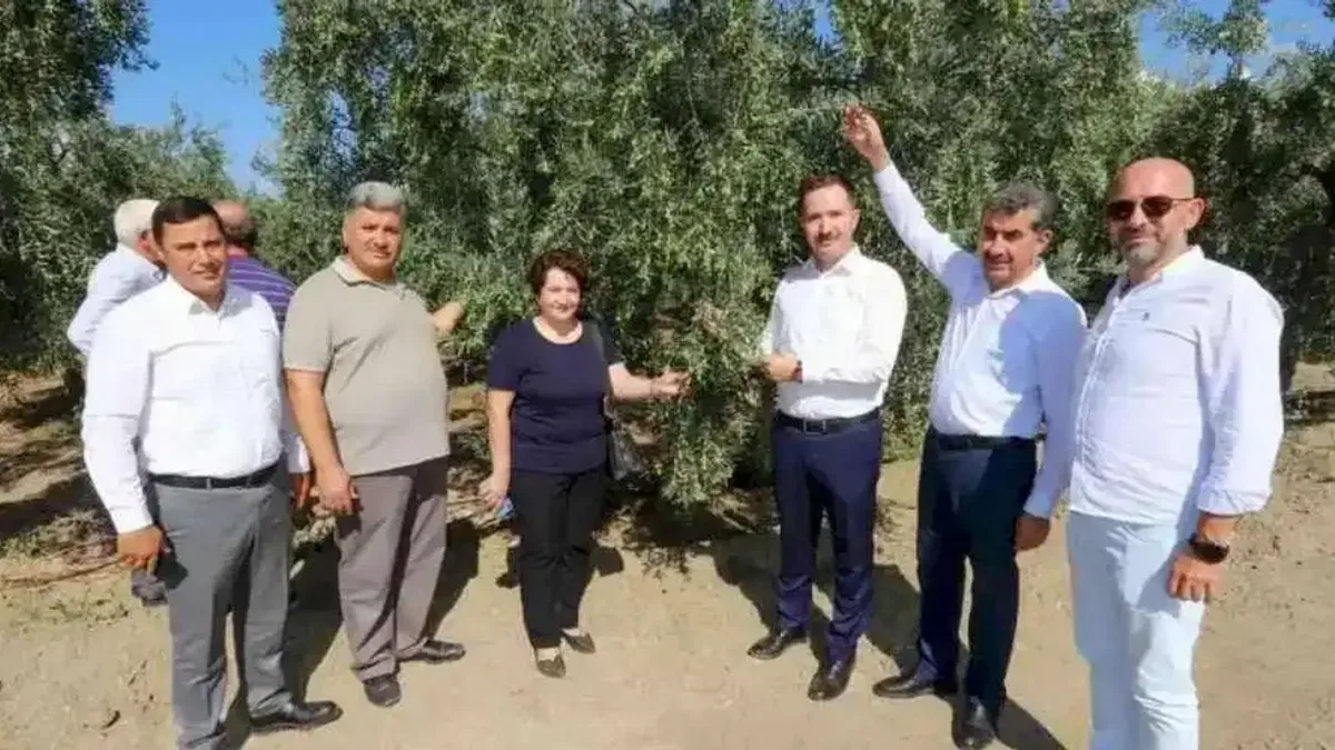 Bursa'da zeytin rekoltesinde yüksek verim bekleniyor