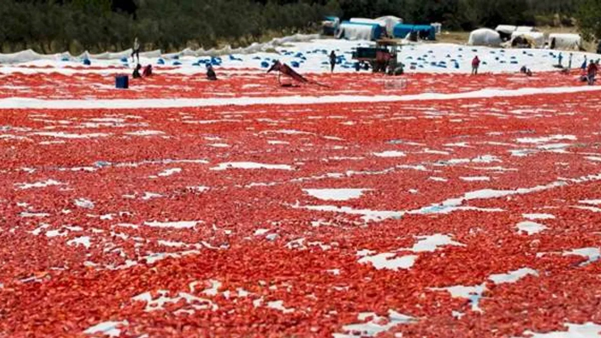 Türkiye, Kuru Domates İhracatında Dünya İkincisi Oldu