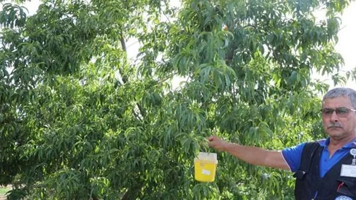 Narenciye ihracatına Muğla Büyükşehir desteği