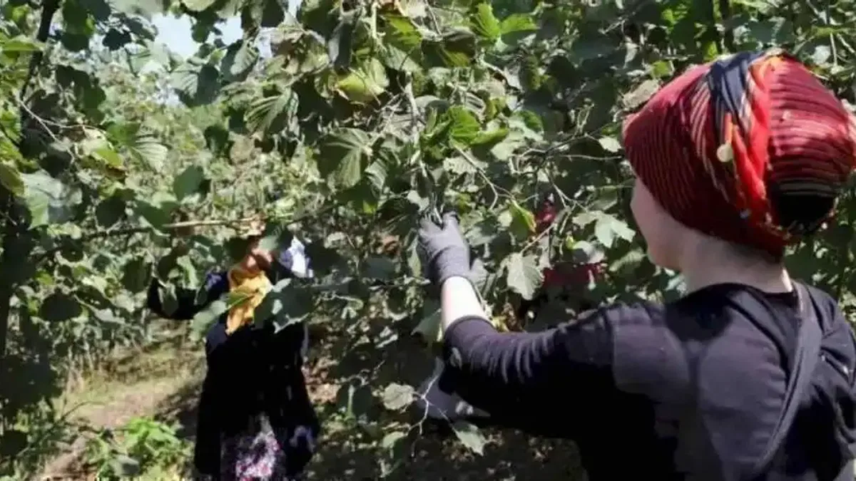 Ordu'da 'Fındık Dalda' projesine rekor başvuru