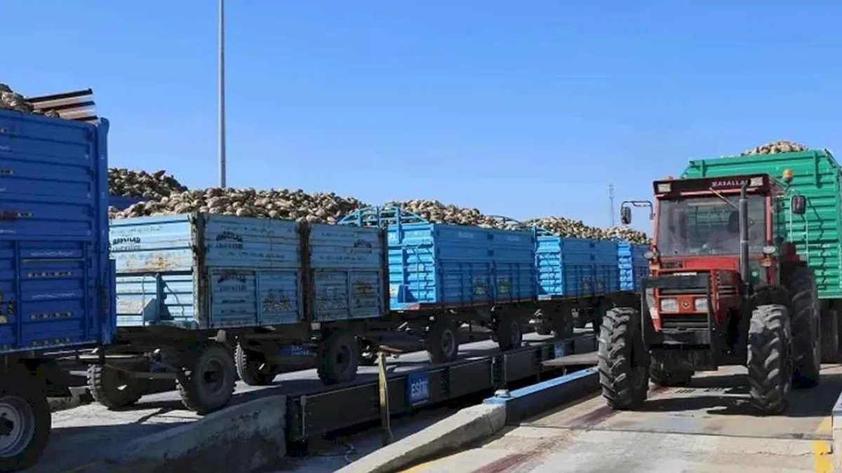 Konya'da pancar alımları başladı... Bu yıl verim iyi!