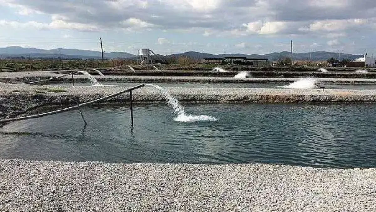 Toprak Havuzlarda Balık Üretimi Yükselişte