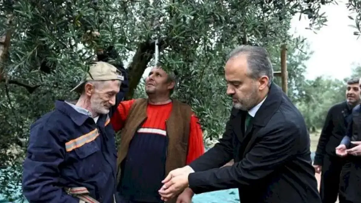 Bursa Büyükşehir'den zeytin üreticilerine yaygı desteği
