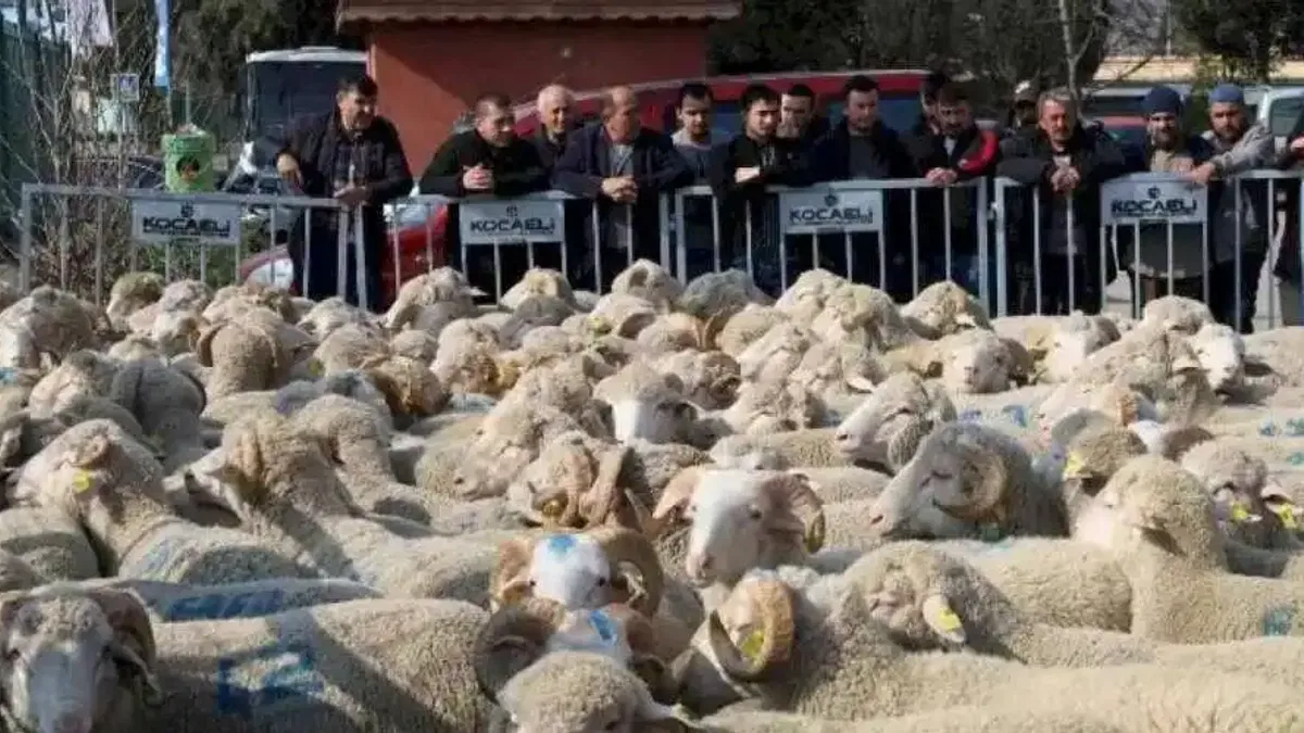 Kocaeli'den damızlık koçlarda 2. etap dağıtım... 500 koç, 150 teke verilecek
