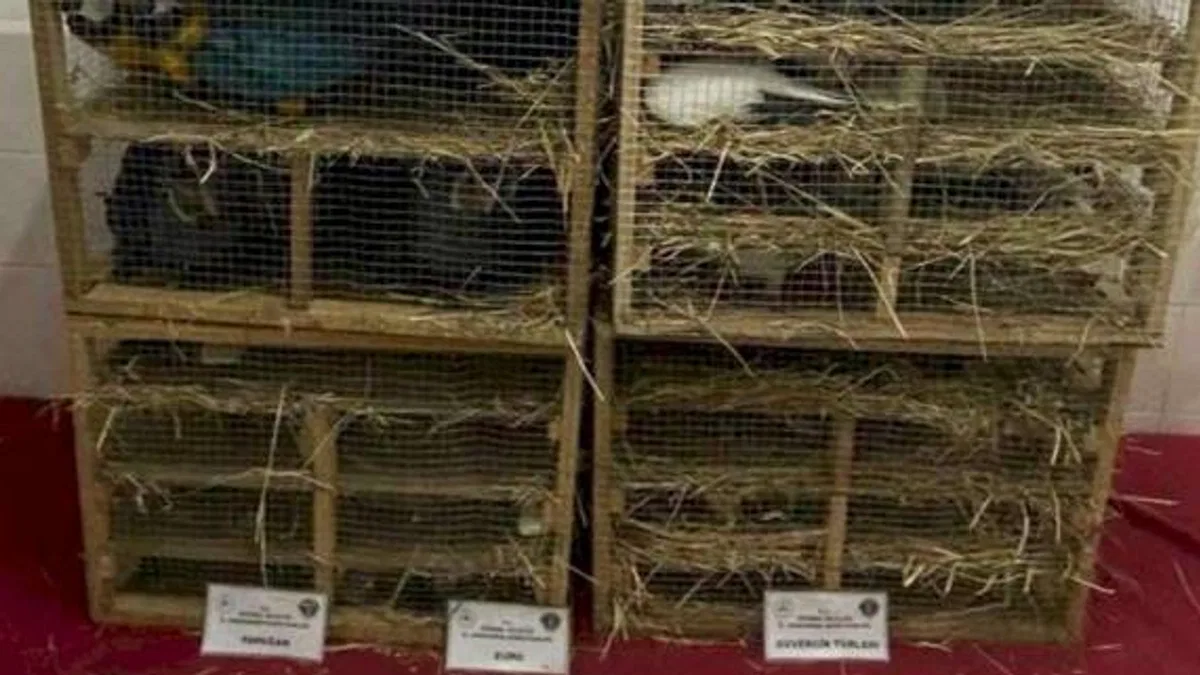 Enez'de kaçak hayvan ticaretine darbe