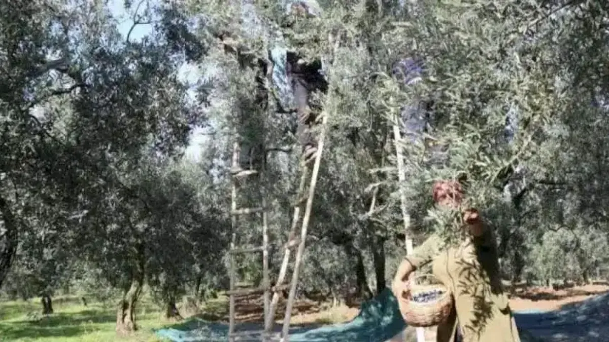 Zeytin alım fiyatları belli oldu... Tavan 110 TL, taban 47 TL