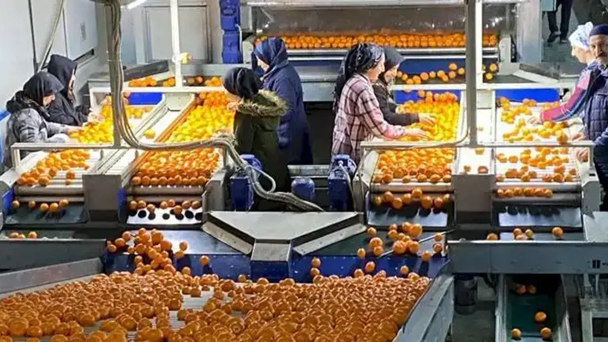 Mandalina ihracatı tarih yazıyor... 2023'ün rekorunu 2025'in 11 ayında kırdı