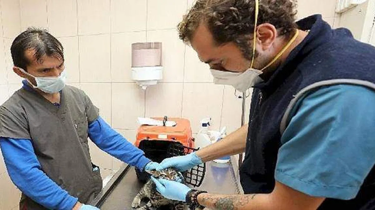 Gaziemir'de 5 bin 820 hayvana veteriner hizmeti