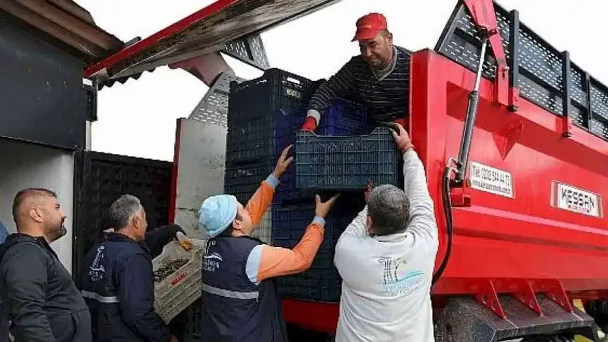 Seferihisar'da Zeytinyağı Sezonu Açıldı