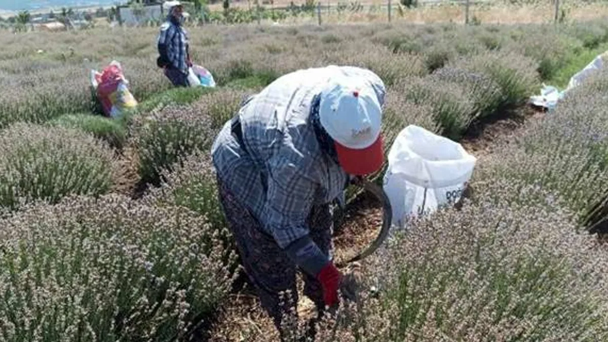 Siğilli Lavanta Bahçesi’nde 4.hasat dönemi başladı