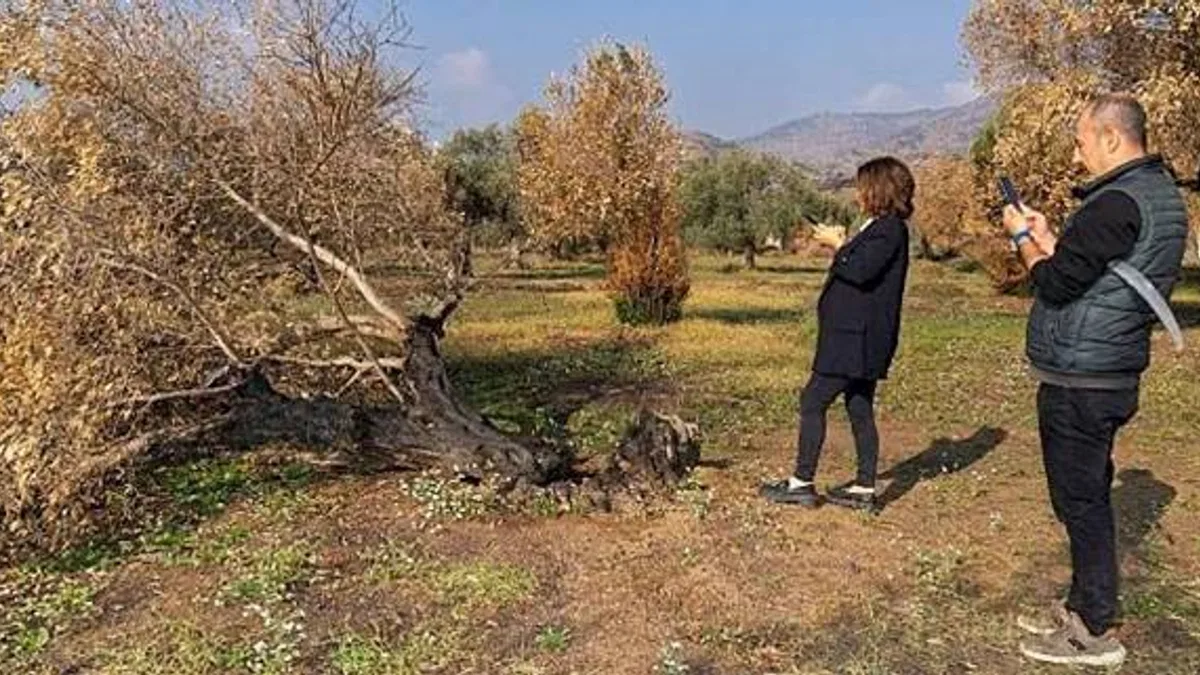 İzmir Büyükşehir yanan zeytin ağaçlarının yaşatılması için çalışma başlattı Zeytin ağaçları küllerinden doğacak