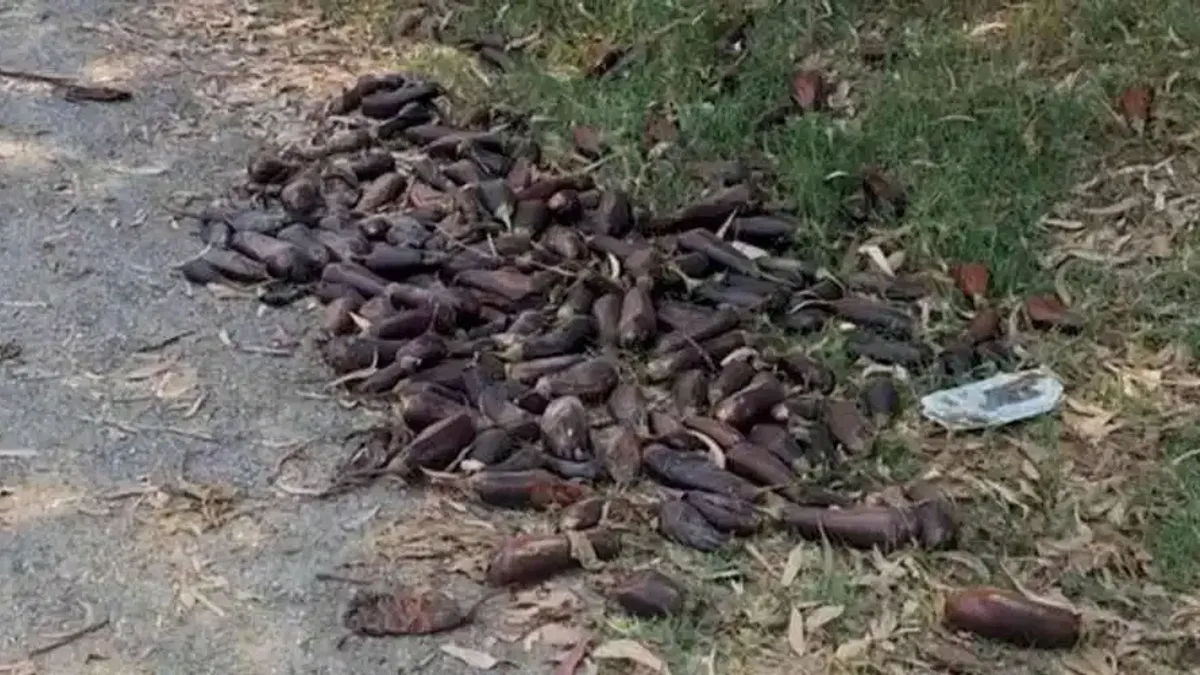 Mersin'de yere döktüğü 3. kalite patlıcanlar 17,2 milyon TL’ye patladı!
