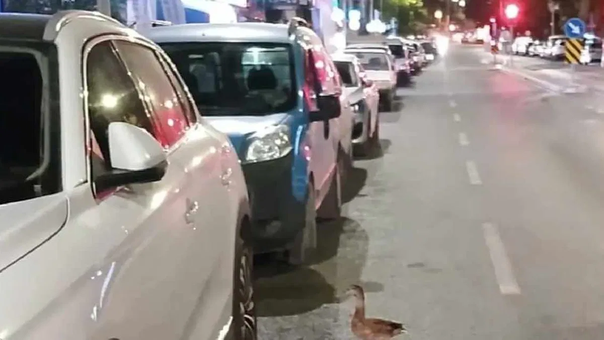 Trafiği durdurup ördeği kurtardılar