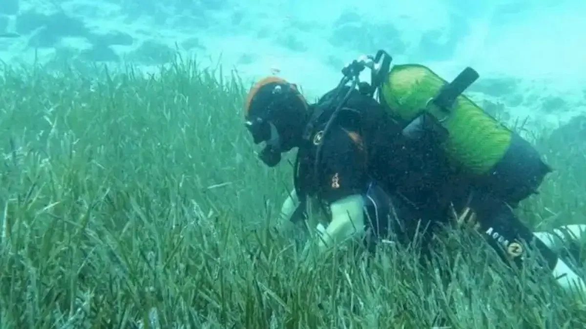 Garanti BBVA ve TURMEPA’dan Deniz Çayırlarına Mavi Nefes
