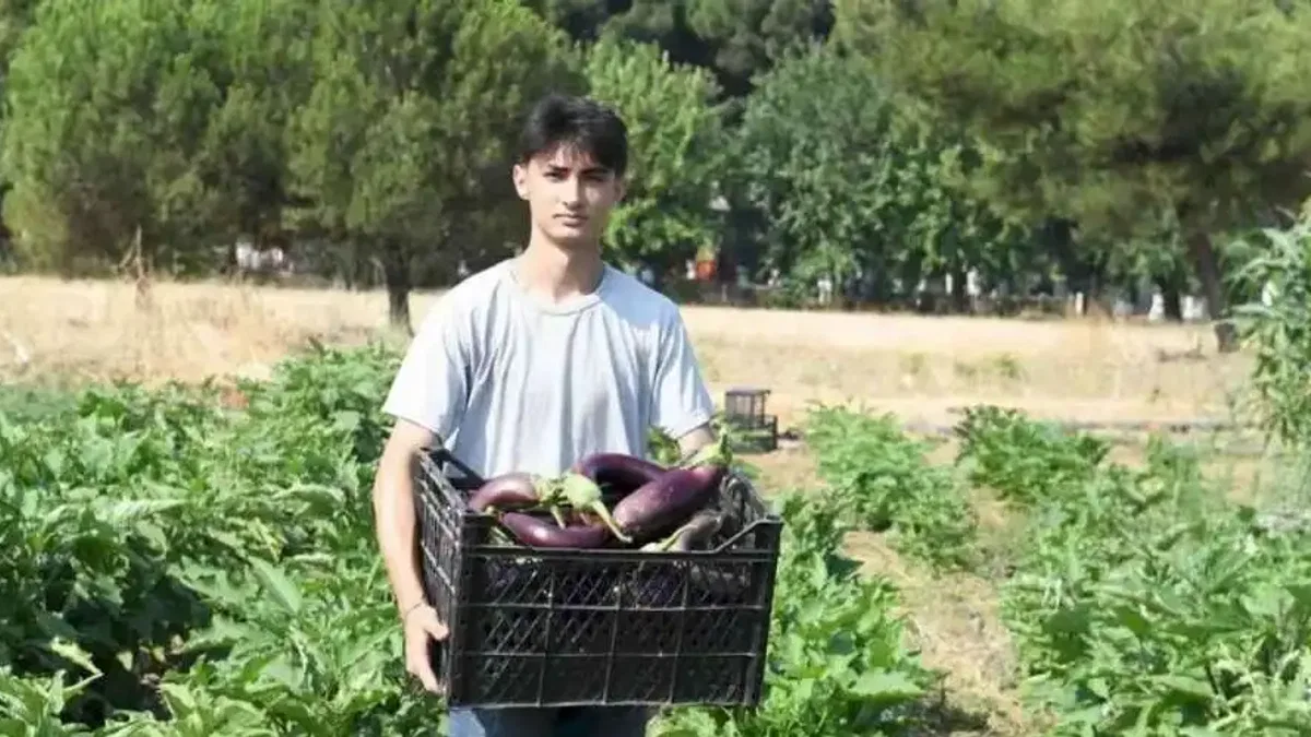 Gazi Tarım’da hasat zamanı