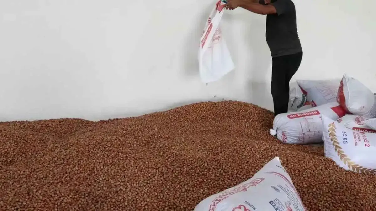 Kandıra’nın fındığı Kocaeli Büyükşehir güvencesinde