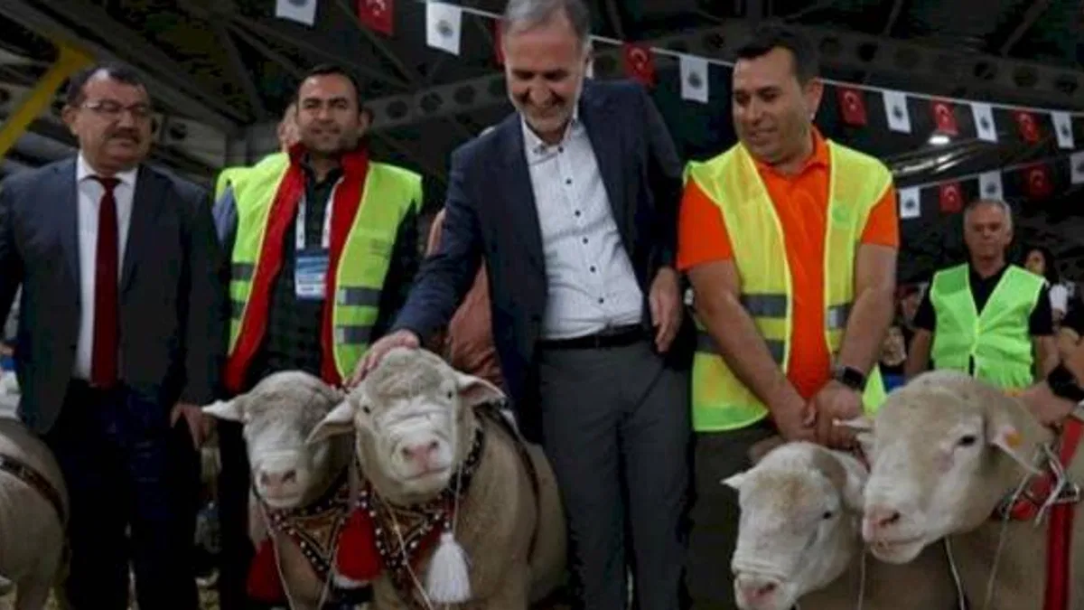 İnegöl'de Koç ve Süs Tavukları podyumda