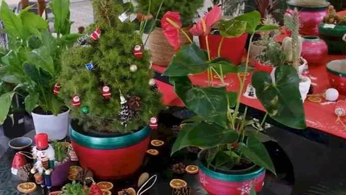 Başkentte bitki evleri görsel şölene dönüştü