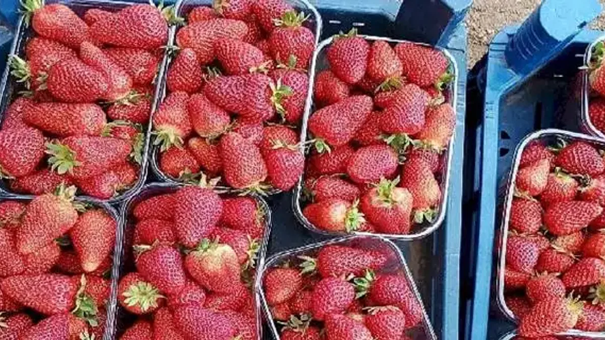 Muğla'nın Çilekleri Migros Raflarında