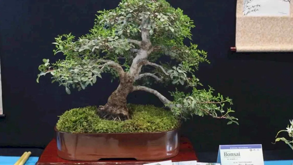 Kocaeli’de sanat tutkunları bonsai sanatı ile tanıştı
