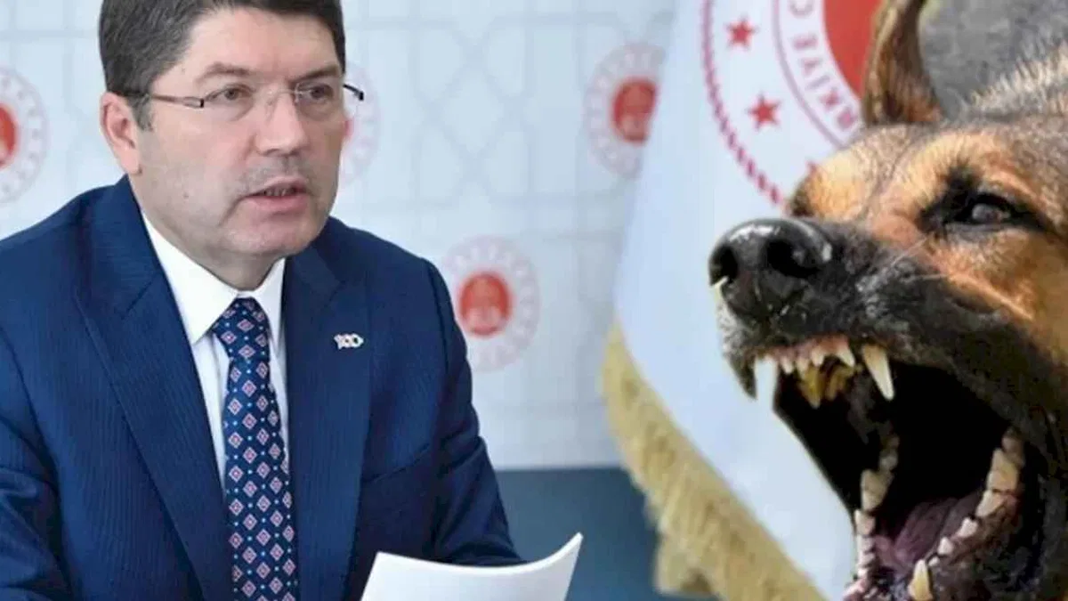 Başıboş saldırılarla ilgili ihmallere soruşturma