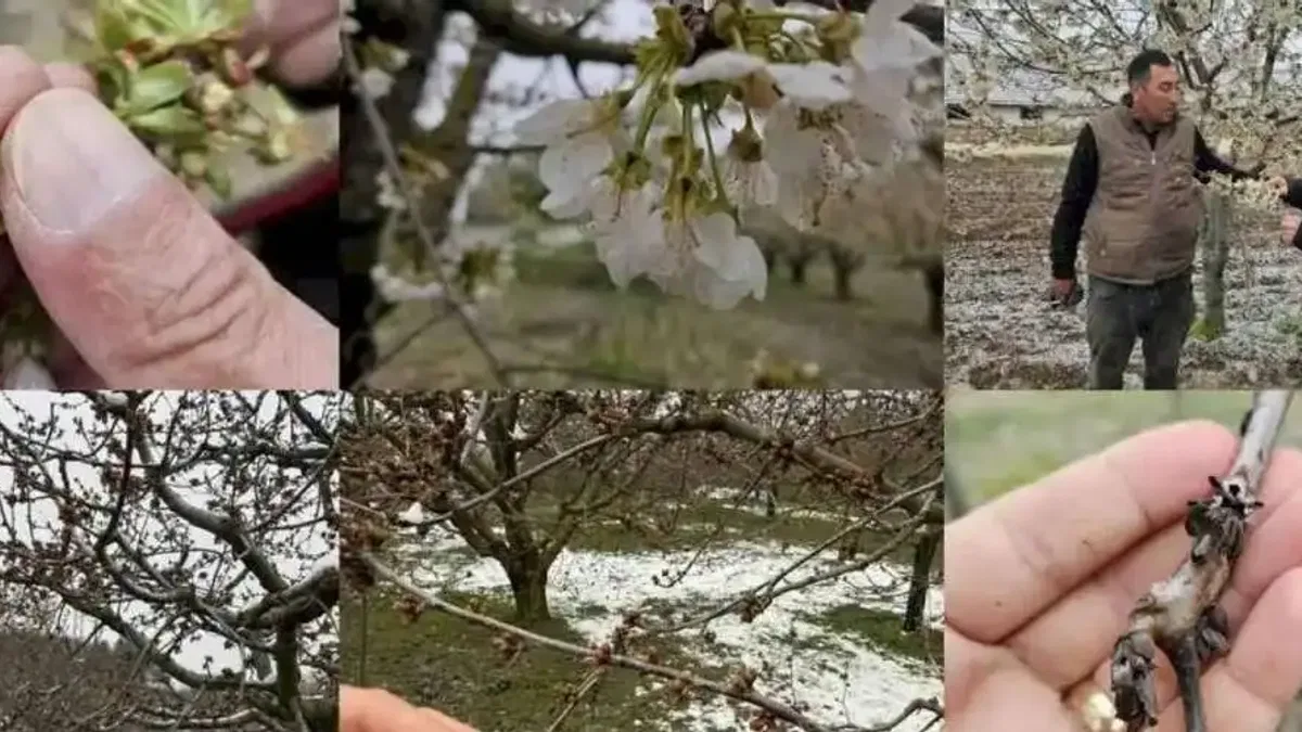 Bursa’da zirai don zararına karşı ekipler sahada
