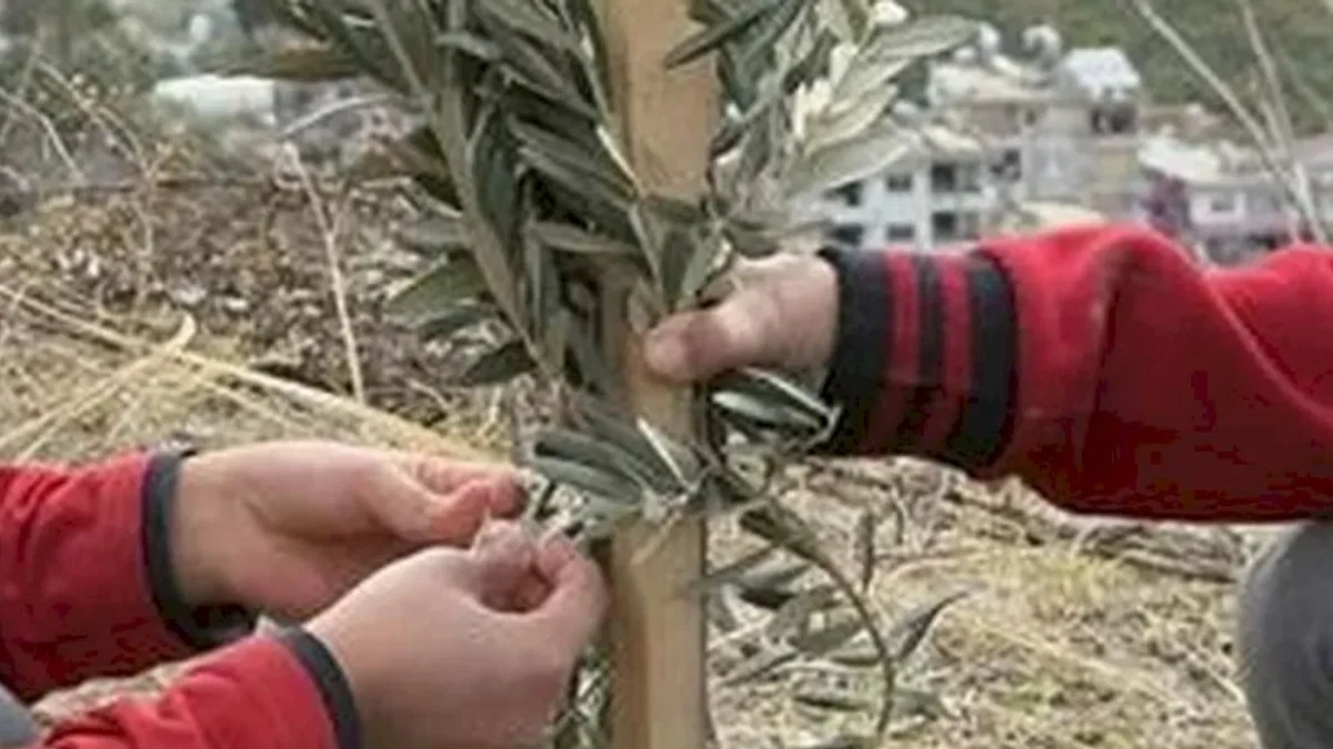 Geleceğe yeşil miras... Okul bahçeleri zeytin bahçelerine dönüşüyor