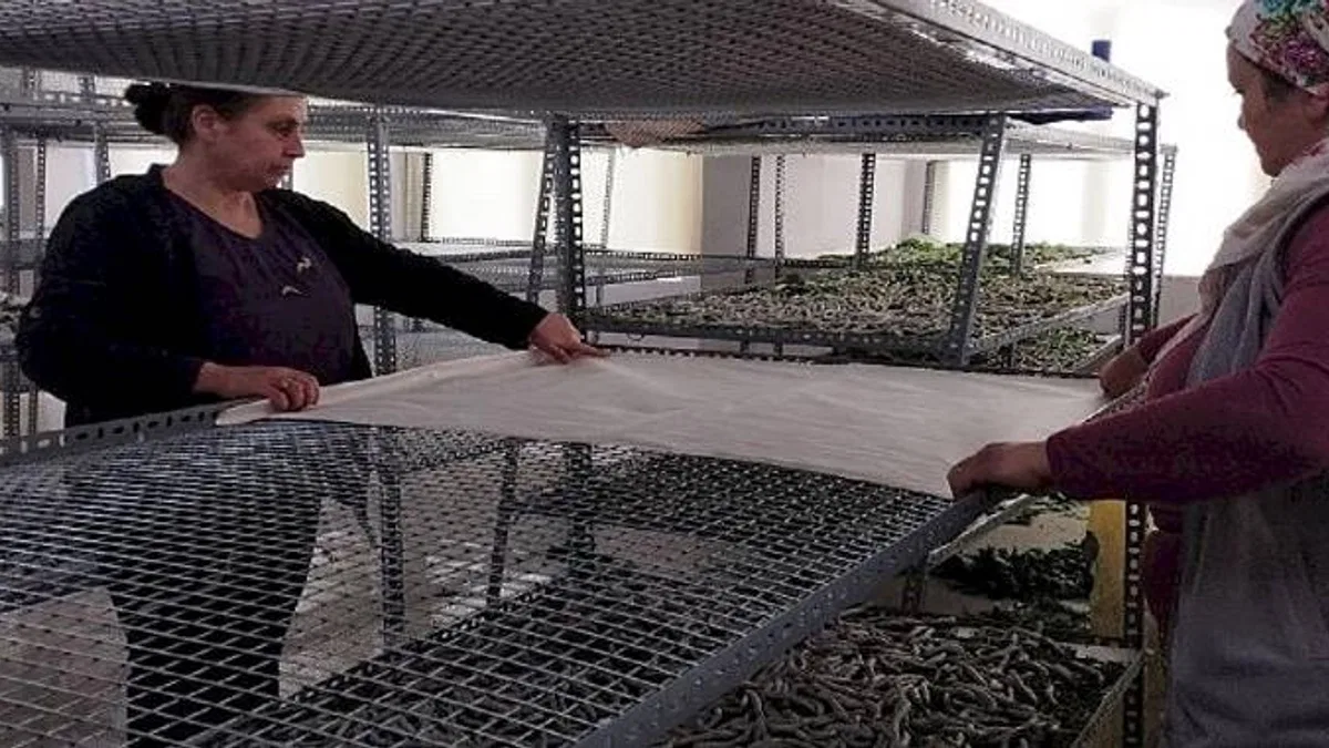 Ödemişli kadınlar ipekböcekçiliği geleneğini sürdürmekte kararlı