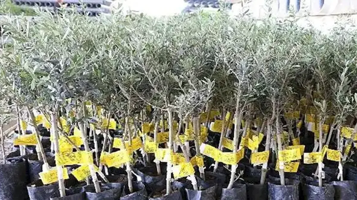 Antalya Büyükşehir Belediyesi 10 biner adet ceviz ve zeytin fidanı hibe etti