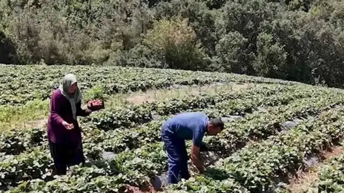 Osmaniye'de 128 haneye 6,8 milyon TL'lik tarımsal destek