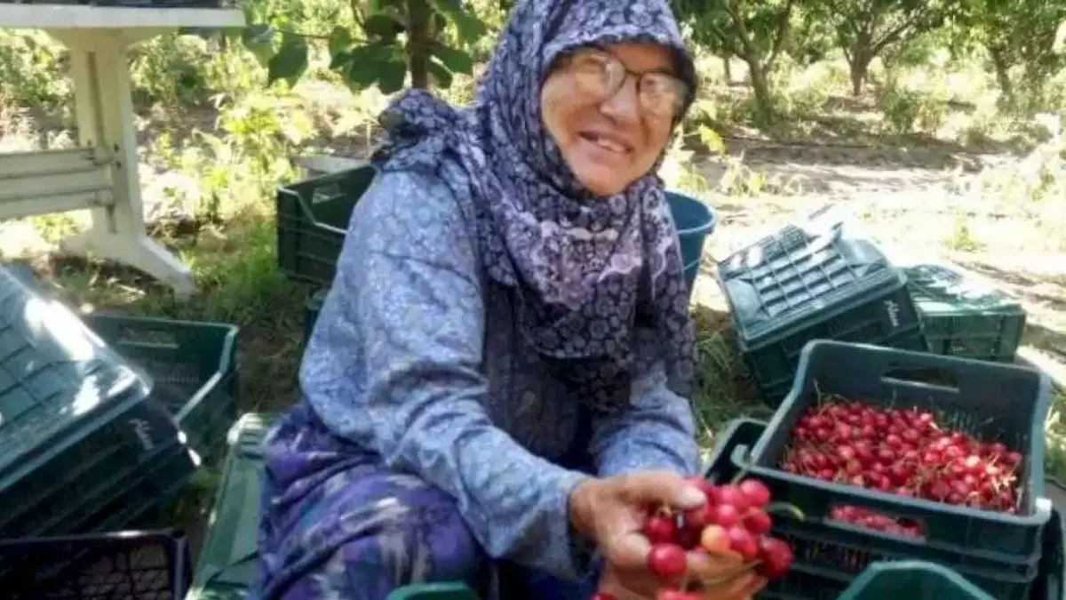 Çeribaşı Kiraz Hasat Şenliği bugün yapılacak