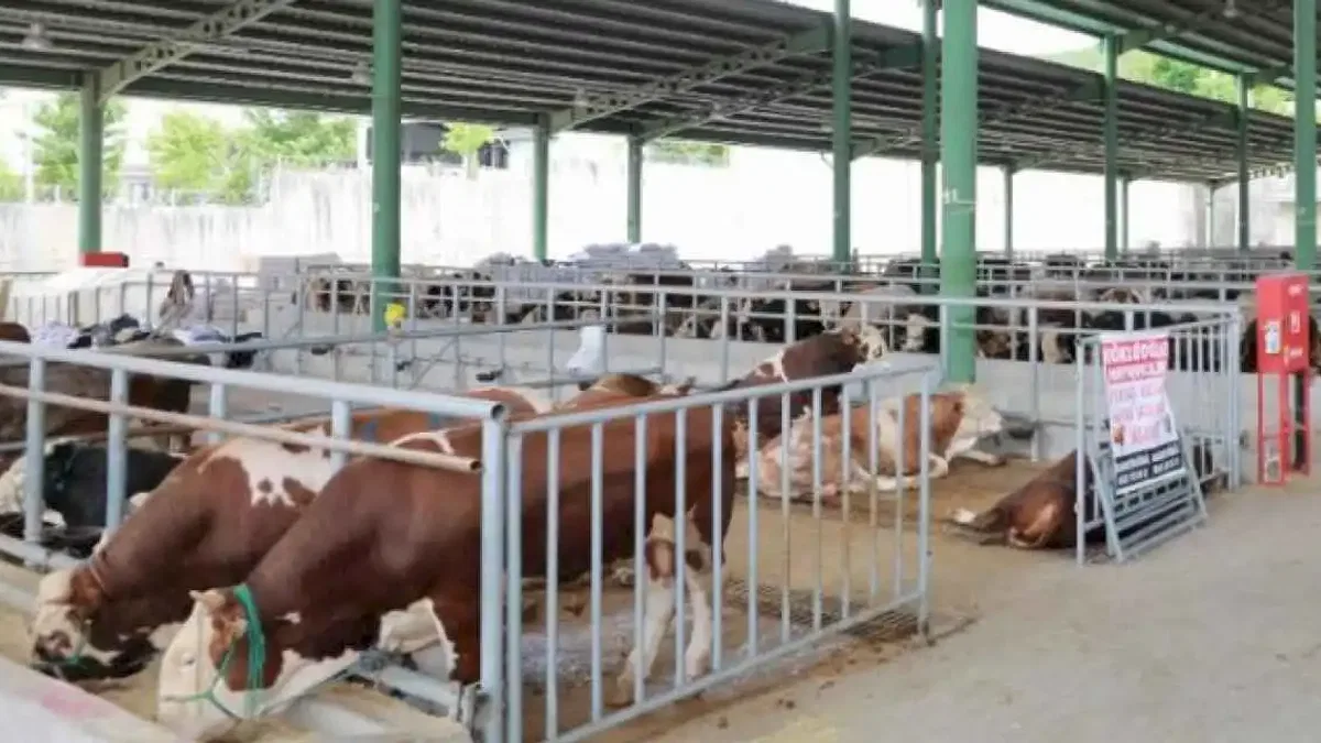 Kocaeli'de kurban satışı için ön kayıtlar başladı