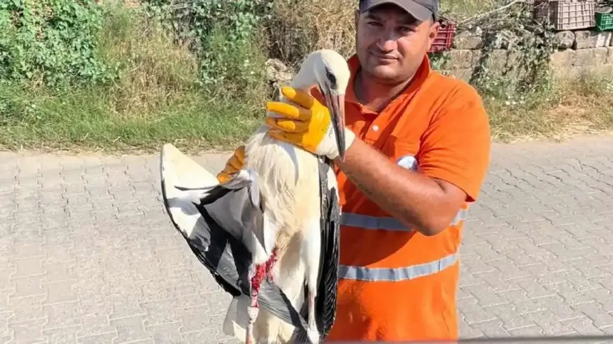 Muğla Milas'ta yaralı leyleğin imdadına yetişti