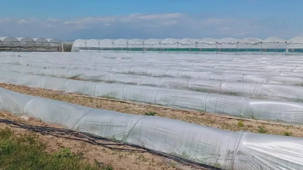 Mersin'de 'marul tarlada kaldı' iddiasına yalanlama