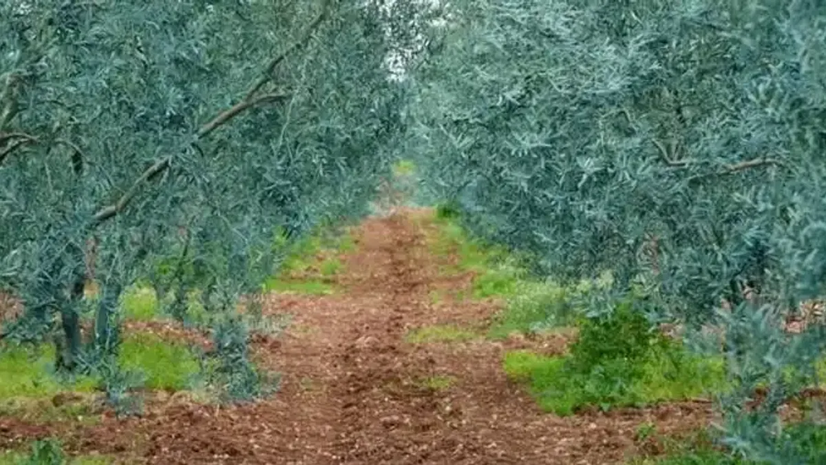 Eskişehir’de 'Dorlion Zeytinyağı' kalitesini ödüllerle tescilledi
