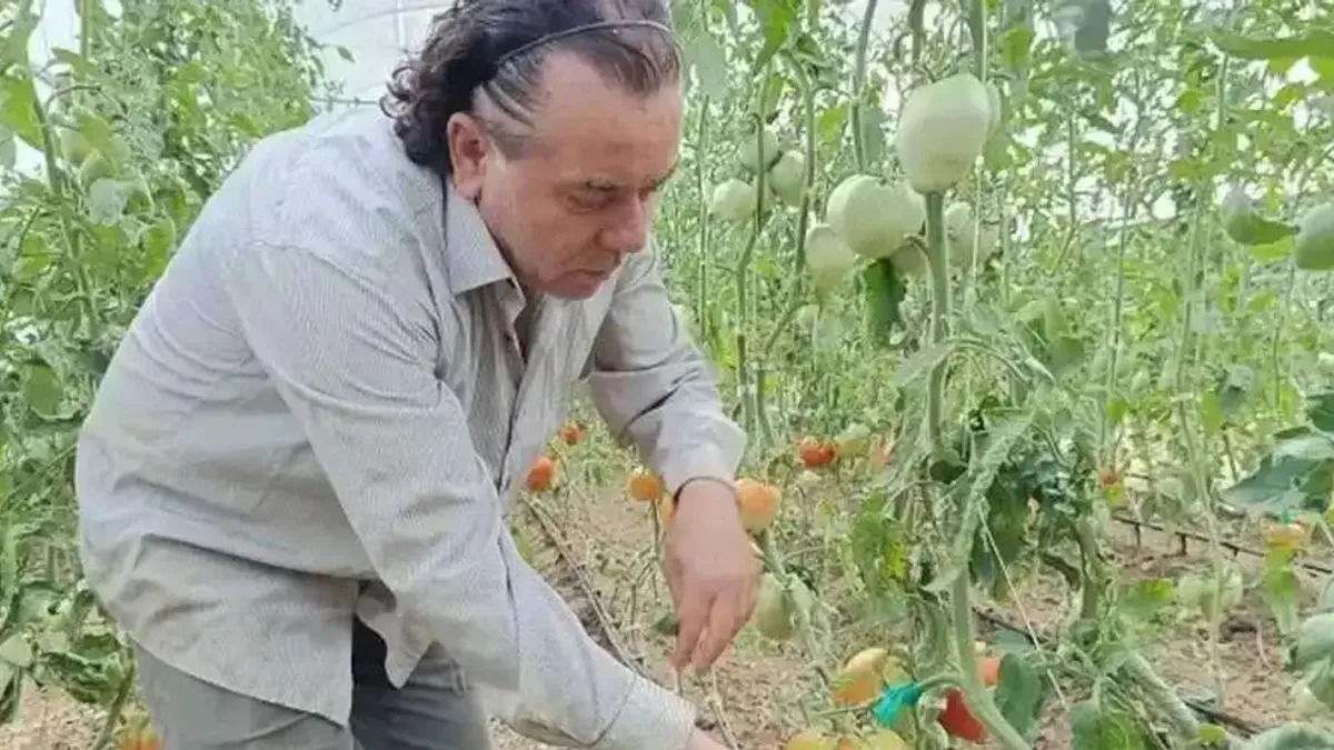 Hobi amaçlı kurduğu serada kavun boyunda domates üretiyor