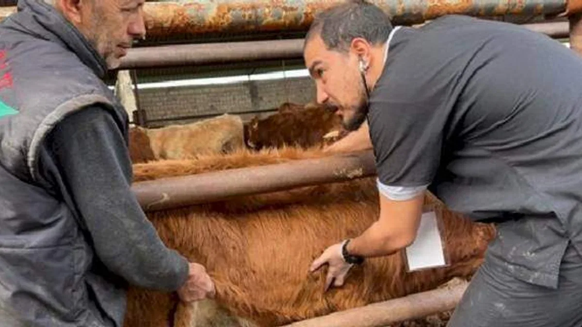 Deprem bölgesinde şap tehlikesi