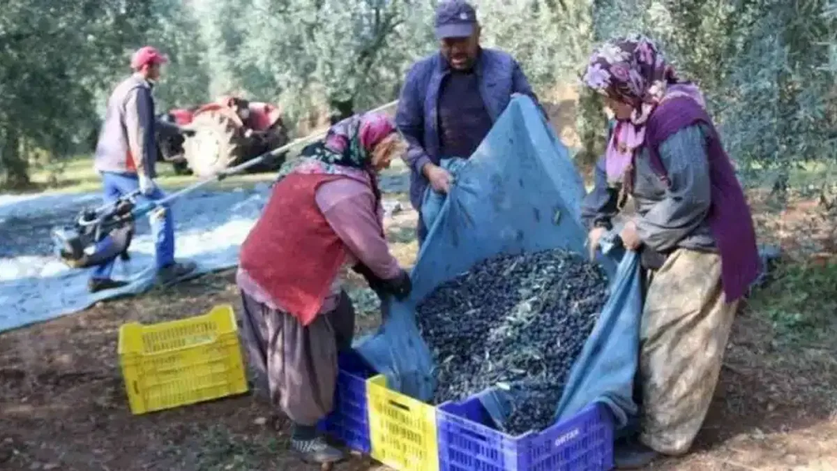İşte zeytinin 1 kg maliyeti!
