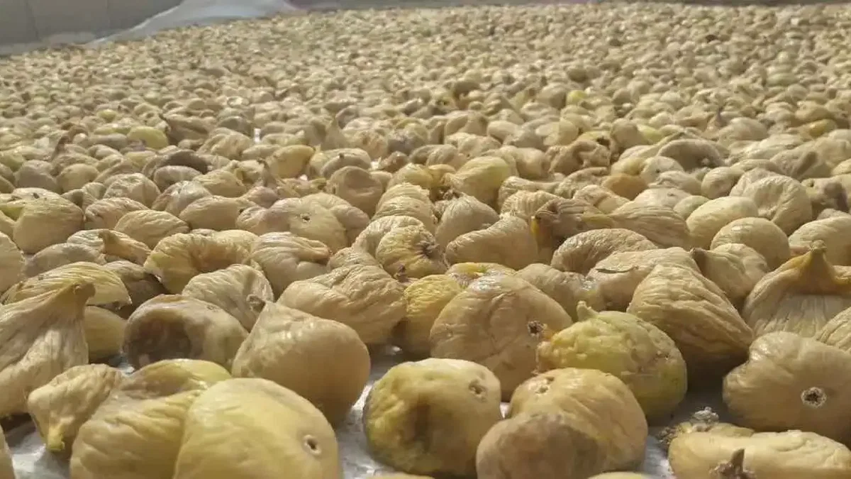 Türk kuru incirinin ihracat yolculuğu başlıyor... Uzakdoğu kuru incirimizi çok sevdi